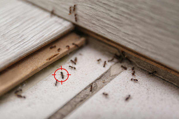 Best Affordable Pest Control Services  in Jackson, WY