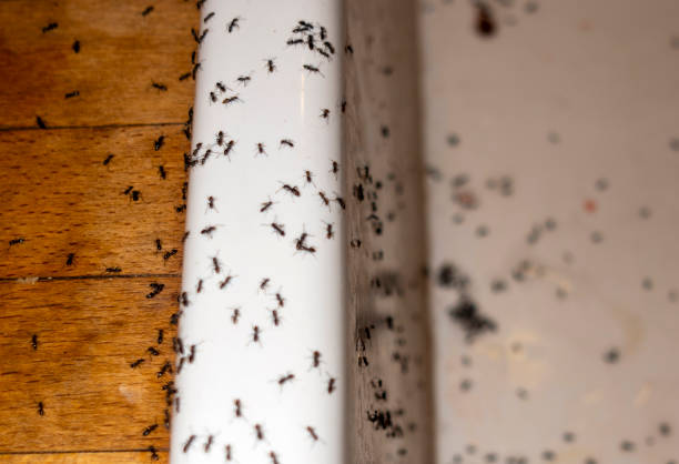 Best Exterminator Services  in Jackson, WY