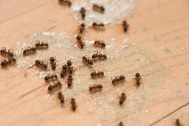 Best Pest Removal Services  in Jackson, WY