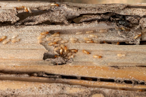Best Flea Control Services  in Jackson, WY